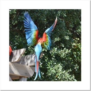 Macaw Posters and Art